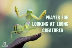   Prayer for Looking at Living creatures 